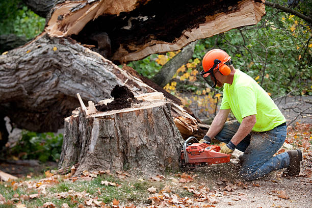 How Our Tree Care Process Works  in  Redway, CA